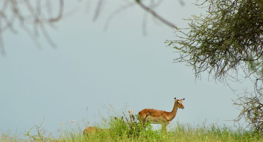 Impala game drive